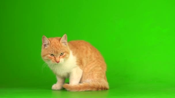 Rote Katzenkätzchen Auf Grünem Hintergrund — Stockvideo