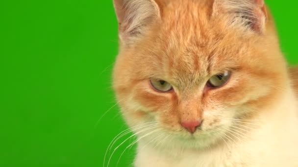 Κόκκινη Γάτα Γατάκι Ένα Πράσινο Φόντο Οθόνη — Αρχείο Βίντεο