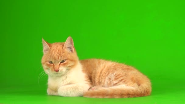 Rote Katzenkätzchen Auf Grünem Hintergrund — Stockvideo