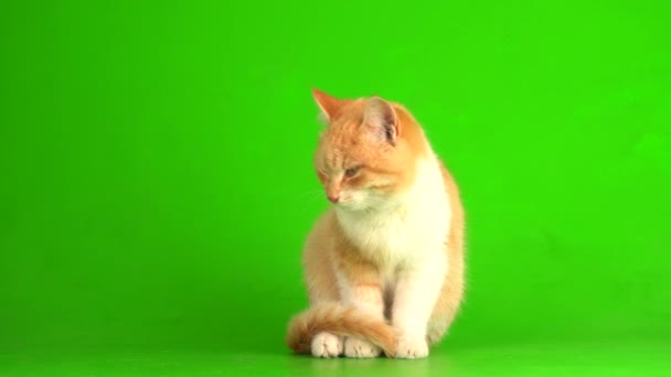 Pisoi Pisică Roșie Fundal Ecran Verde — Videoclip de stoc