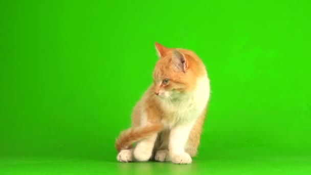 Gattino Gatto Rosso Sfondo Verde — Video Stock