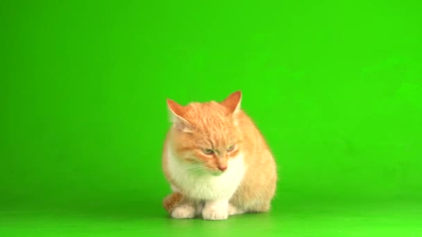 Κόκκινη Γάτα Γατάκι Ένα Πράσινο Φόντο Οθόνη — Αρχείο Βίντεο