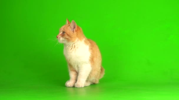 Gatito Gato Rojo Sobre Fondo Pantalla Verde — Vídeo de stock