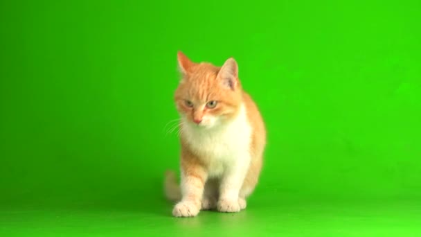 2,759 vídeos de Gato pantalla verde, metraje de Gato pantalla verde sin  royalties | Depositphotos