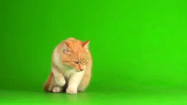 Gatinho Gato Vermelho Fundo Tela Verde — Vídeo de Stock