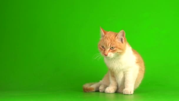 Gattino Gatto Rosso Sfondo Verde — Video Stock