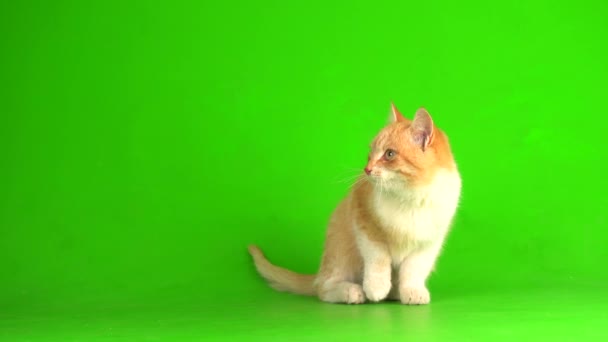 Gatinho Gato Vermelho Fundo Tela Verde — Vídeo de Stock