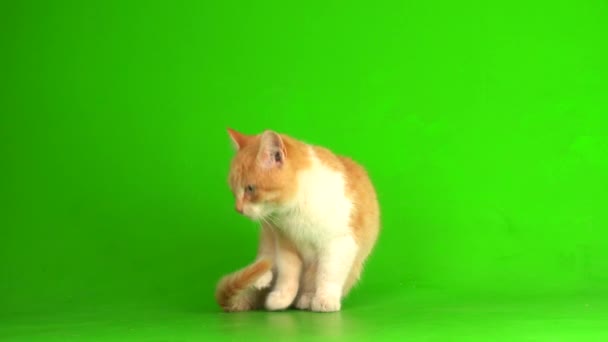 Rode Kat Kitten Een Groen Scherm Achtergrond — Stockvideo