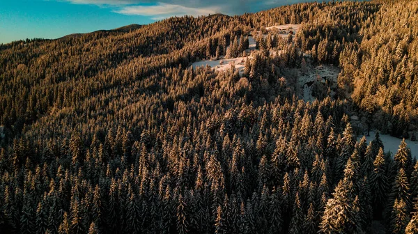 Die Karpaten Überwintern Schnee Nadelwald Bei Sonnenuntergang — Stockfoto