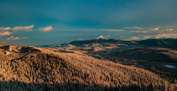 Зима Карпатах Снежный Хвойный Лес Закате — стоковое фото