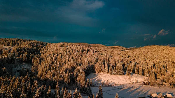 Карпатські Гори Зимують Сніговий Хвойний Ліс Заході Сонця — стокове фото
