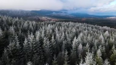 Ağaçlarda kış ayazı ormanı. Kışın karla kaplı ağaçlarla donmuş ormanın havadan görünüşü. Finlandiya 'daki kış ormanı üzerinde uçuş, üst görünüm.
