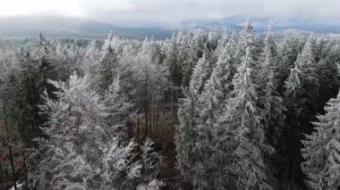 Ağaçlarda kış ayazı ormanı. Kışın karla kaplı ağaçlarla donmuş ormanın havadan görünüşü. Finlandiya 'daki kış ormanı üzerinde uçuş, üst görünüm.