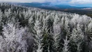 Ağaçlarda kış ayazı ormanı. Kışın karla kaplı ağaçlarla donmuş ormanın havadan görünüşü. Finlandiya 'daki kış ormanı üzerinde uçuş, üst görünüm.