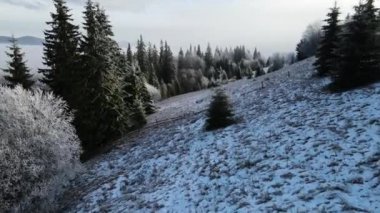 Ağaçlarda kış ayazı ormanı. Kışın karla kaplı ağaçlarla donmuş ormanın havadan görünüşü. Finlandiya 'daki kış ormanı üzerinde uçuş, üst görünüm.