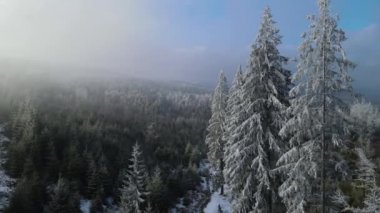 Ağaçlarda kış ayazı ormanı. Kışın karla kaplı ağaçlarla donmuş ormanın havadan görünüşü. Finlandiya 'daki kış ormanı üzerinde uçuş, üst görünüm.