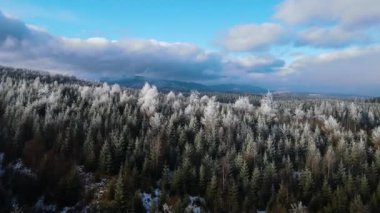 Ağaçlarda kış ayazı ormanı. Kışın karla kaplı ağaçlarla donmuş ormanın havadan görünüşü. Finlandiya 'daki kış ormanı üzerinde uçuş, üst görünüm.