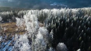 Ağaçlarda kış ayazı ormanı. Kışın karla kaplı ağaçlarla donmuş ormanın havadan görünüşü. Finlandiya 'daki kış ormanı üzerinde uçuş, üst görünüm.