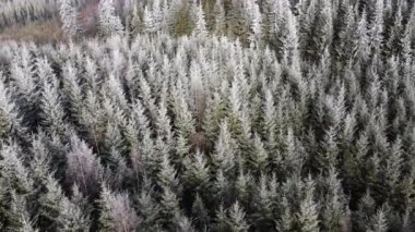 Ağaçlarda kış ayazı ormanı. Kışın karla kaplı ağaçlarla donmuş ormanın havadan görünüşü. Finlandiya 'daki kış ormanı üzerinde uçuş, üst görünüm.