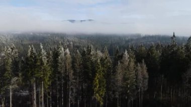 Ağaçlarda kış ayazı ormanı. Kışın karla kaplı ağaçlarla donmuş ormanın havadan görünüşü. Finlandiya 'daki kış ormanı üzerinde uçuş, üst görünüm.