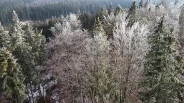 Ağaçlarda kış ayazı ormanı. Kışın karla kaplı ağaçlarla donmuş ormanın havadan görünüşü. Finlandiya 'daki kış ormanı üzerinde uçuş, üst görünüm.
