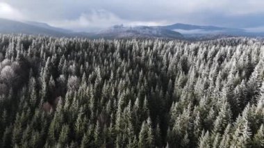 Ağaçlarda kış ayazı ormanı. Kışın karla kaplı ağaçlarla donmuş ormanın havadan görünüşü. Finlandiya 'daki kış ormanı üzerinde uçuş, üst görünüm.