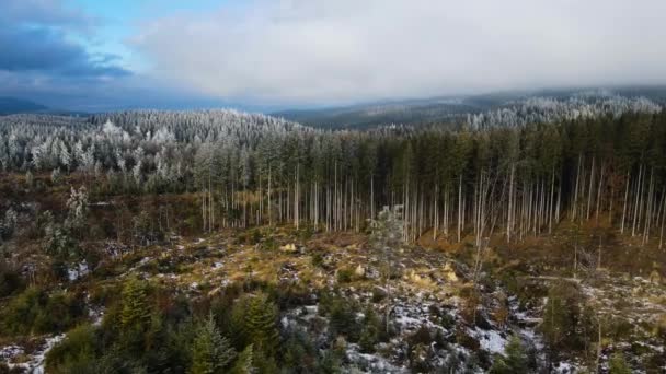 Ağaçlarda Kış Ayazı Ormanı Kışın Karla Kaplı Ağaçlarla Donmuş Ormanın — Stok video