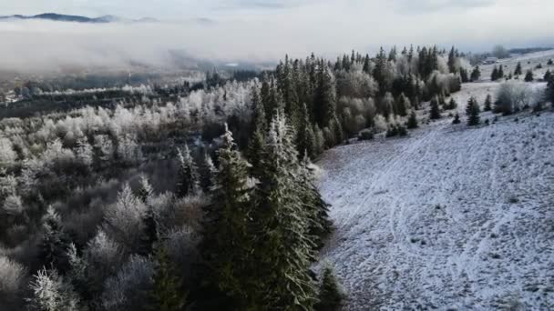 Floresta Inverno Geada Nas Árvores Vista Aérea Floresta Congelada Com — Vídeo de Stock