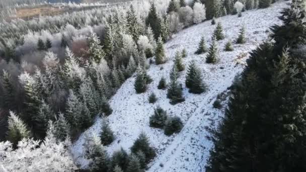 Winterlicher Frost Auf Den Bäumen Luftaufnahme Von Gefrorenem Wald Mit — Stockvideo