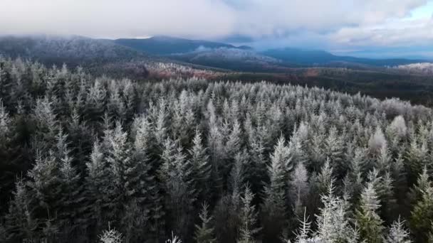 Winter Forest Frost Trees Aerial View Frozen Forest Snow Covered — Vídeos de Stock