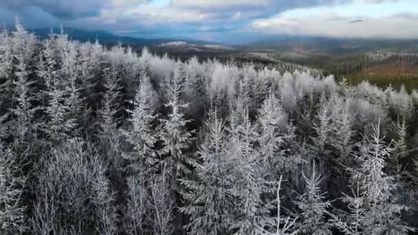 Ağaçlarda Kış Ayazı Ormanı Kışın Karla Kaplı Ağaçlarla Donmuş Ormanın — Stok video