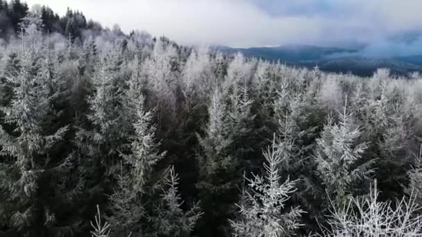 木々の上に霜の冬の森 冬には雪に覆われた木々が凍る森の空中ビュー フィンランドの冬の森を飛ぶ トップビュー — ストック動画