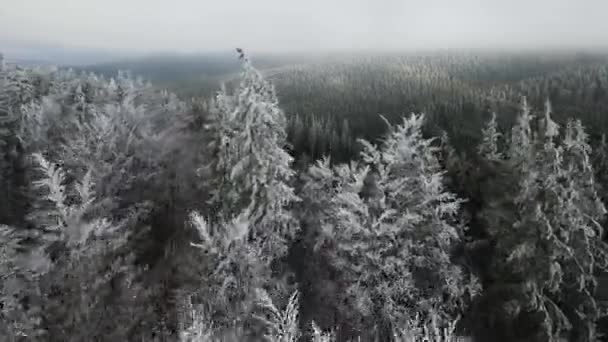 树木上冬季的霜冻森林 冬季被雪覆盖的森林的空中景观 飞越芬兰的冬季森林 — 图库视频影像