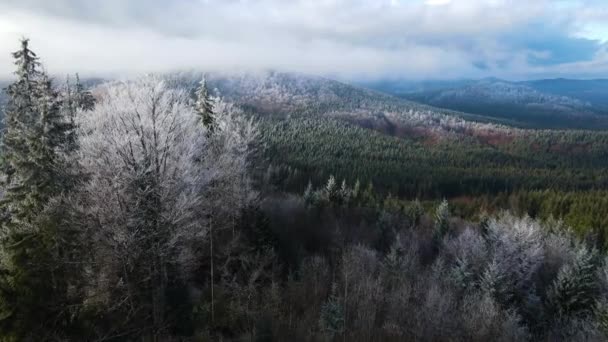 木々の上に霜の冬の森 冬には雪に覆われた木々が凍る森の空中ビュー フィンランドの冬の森を飛ぶ トップビュー — ストック動画