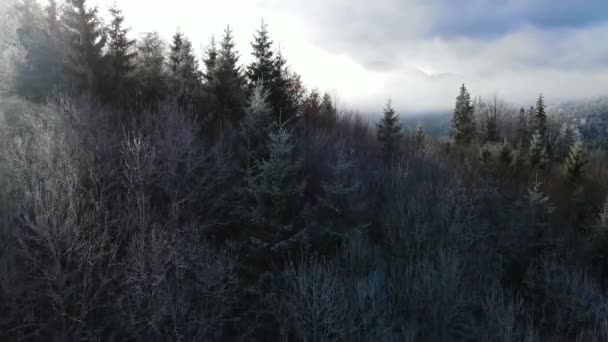 树木上冬季的霜冻森林 冬季被雪覆盖的森林的空中景观 飞越芬兰的冬季森林 — 图库视频影像