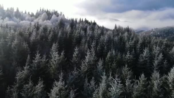 木々の上に霜の冬の森 冬には雪に覆われた木々が凍る森の空中ビュー フィンランドの冬の森を飛ぶ トップビュー — ストック動画