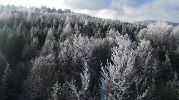 Winter Forest Frost Trees Aerial View Frozen Forest Snow Covered — Stock Video