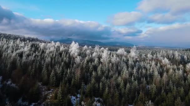 树木上冬季的霜冻森林 冬季被雪覆盖的森林的空中景观 飞越芬兰的冬季森林 — 图库视频影像