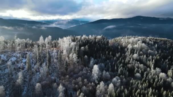 树木上冬季的霜冻森林 冬季被雪覆盖的森林的空中景观 飞越芬兰的冬季森林 — 图库视频影像