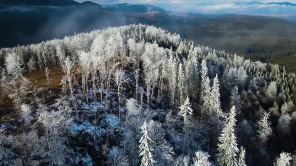 树木上冬季的霜冻森林 冬季被雪覆盖的森林的空中景观 飞越芬兰的冬季森林 — 图库视频影像