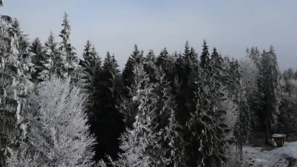 Зимовий Ліс Морозу Деревах Повітряний Вид Замерзлого Лісу Засніженими Деревами — стокове відео