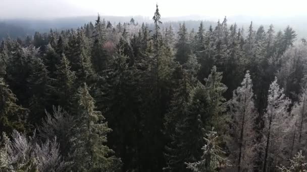木々の上に霜の冬の森 冬には雪に覆われた木々が凍る森の空中ビュー フィンランドの冬の森を飛ぶ トップビュー — ストック動画