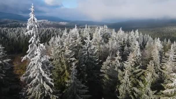 Winter Forest Frost Trees Aerial View Frozen Forest Snow Covered — Vídeo de stock