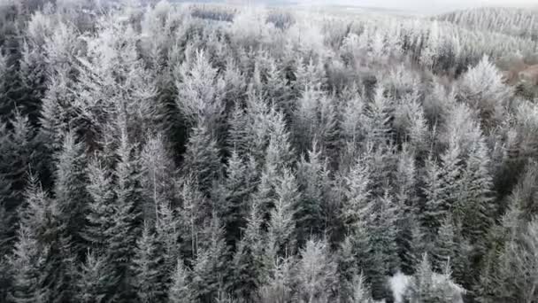 Winterwoud Van Vorst Bomen Luchtfoto Van Bevroren Bos Met Besneeuwde — Stockvideo