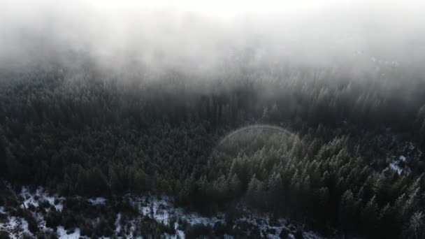 Winterbos Vlucht Boven Wolken Boven Wolken Luchtfotografie Video — Stockvideo