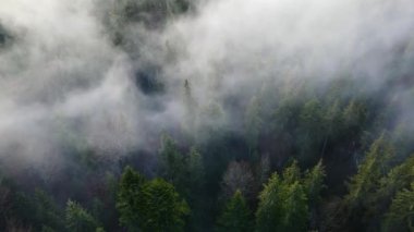 Ormandaki sis bulutları gökyüzünden 4K görüntüsü