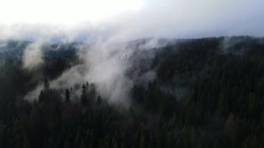 Ormandaki sis bulutları gökyüzünden 4K görüntüsü