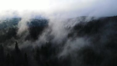 Ormandaki sis bulutları gökyüzünden 4K görüntüsü