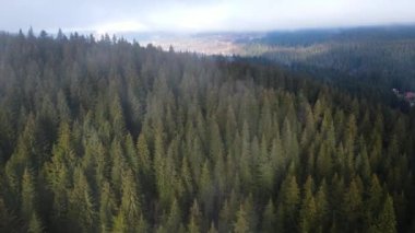 Ormandaki sis bulutları gökyüzünden 4K görüntüsü