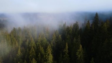 Ormandaki sis bulutları gökyüzünden 4K görüntüsü